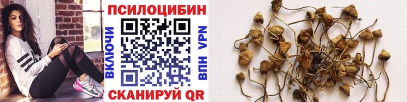 Галлюциногенные грибы Cubensis  МЕГА   Гдов 